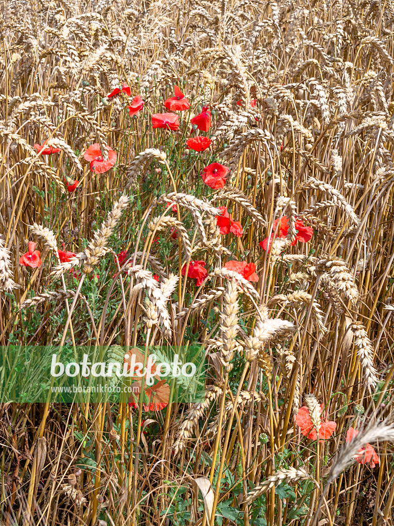 487192 - Weizen (Triticum aestivum) und Klatschmohn (Papaver rhoeas)