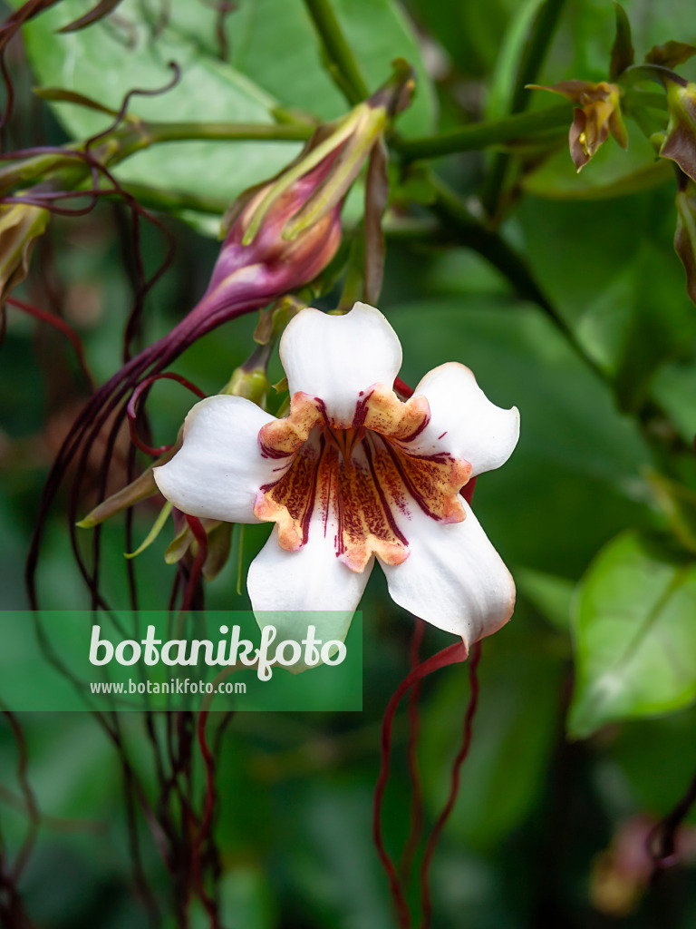 454136 - Westafrikanische Korkenzieherblume (Strophanthus preussii)