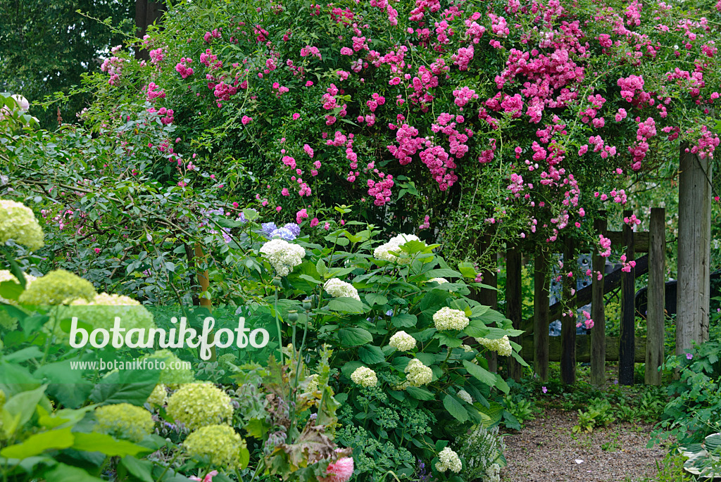 482003 - Wichuraiana-Rose (Rosa Excelsa) und Hortensie (Hydrangea)