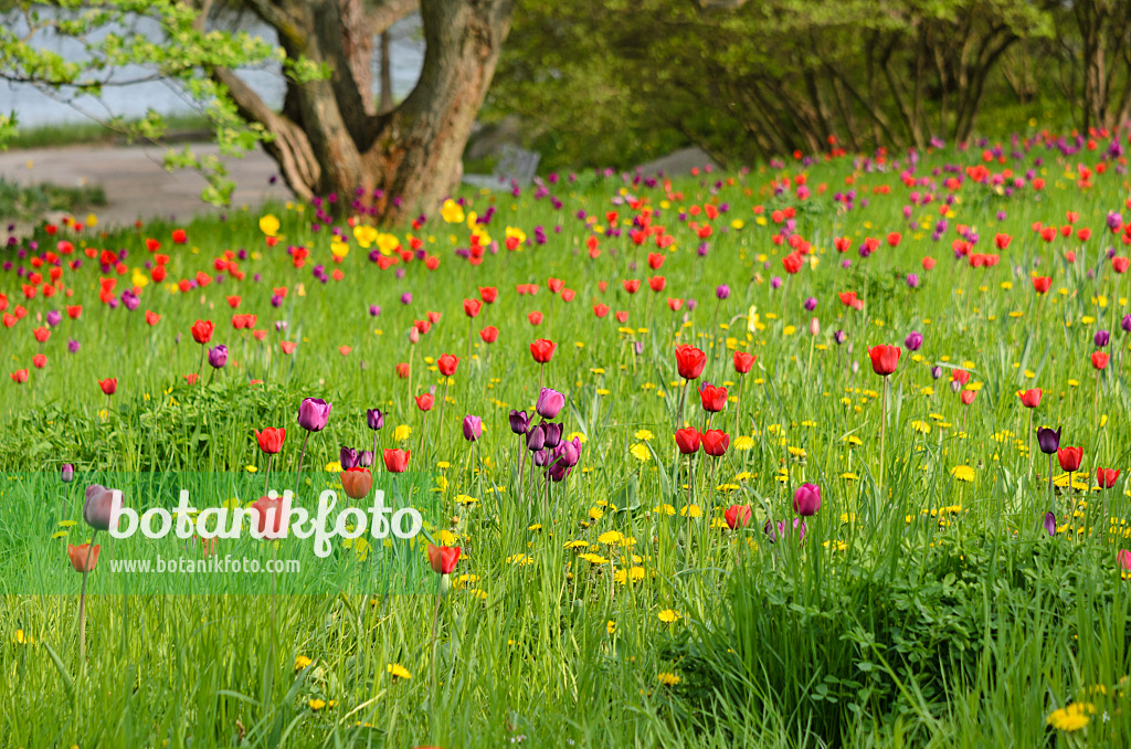 520045 - Wiese mit Tulpen (Tulipa)