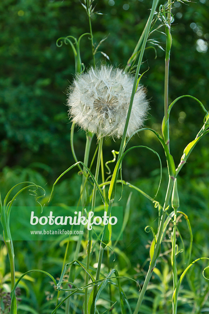 509052 - Wiesenbocksbart (Tragopogon pratensis)