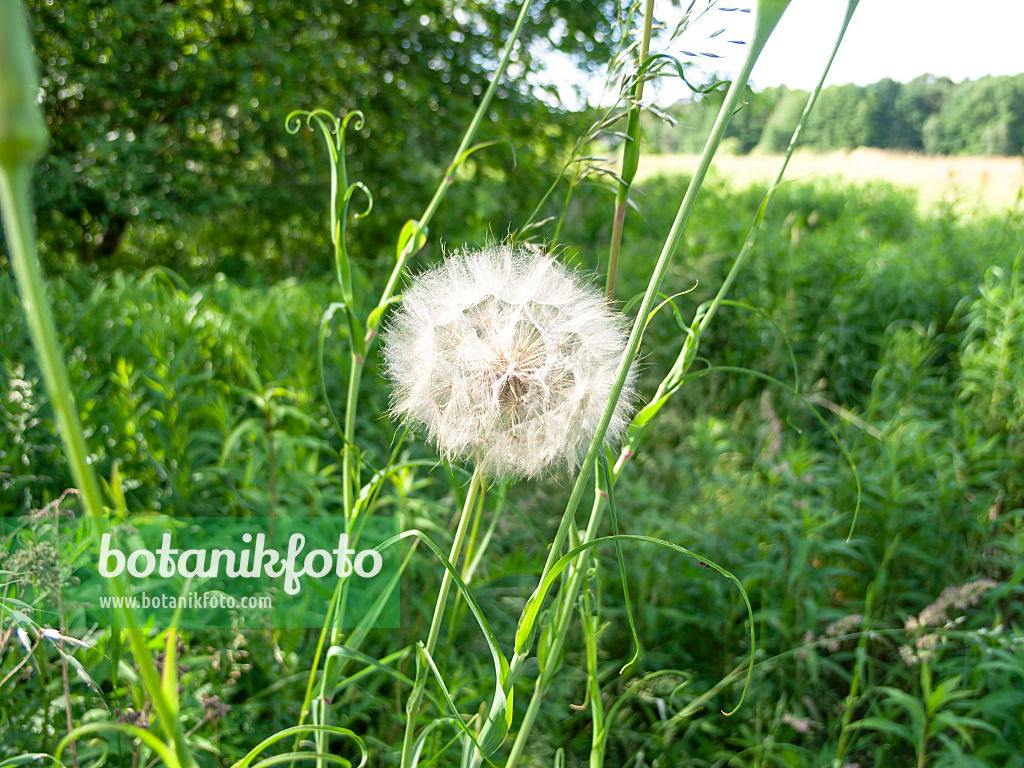 509211 - Wiesenbocksbart (Tragopogon pratensis)