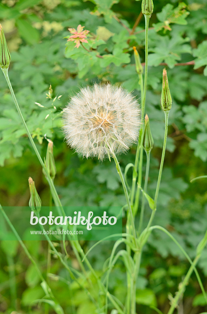 557061 - Wiesenbocksbart (Tragopogon pratensis)