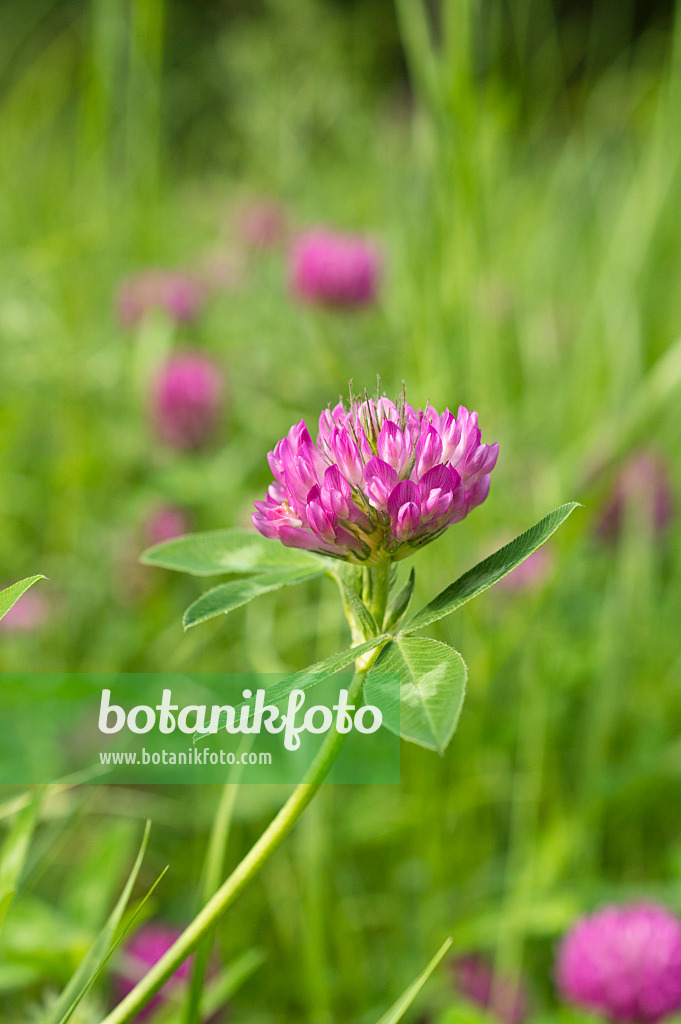 510032 - Wiesenklee (Trifolium pratense)