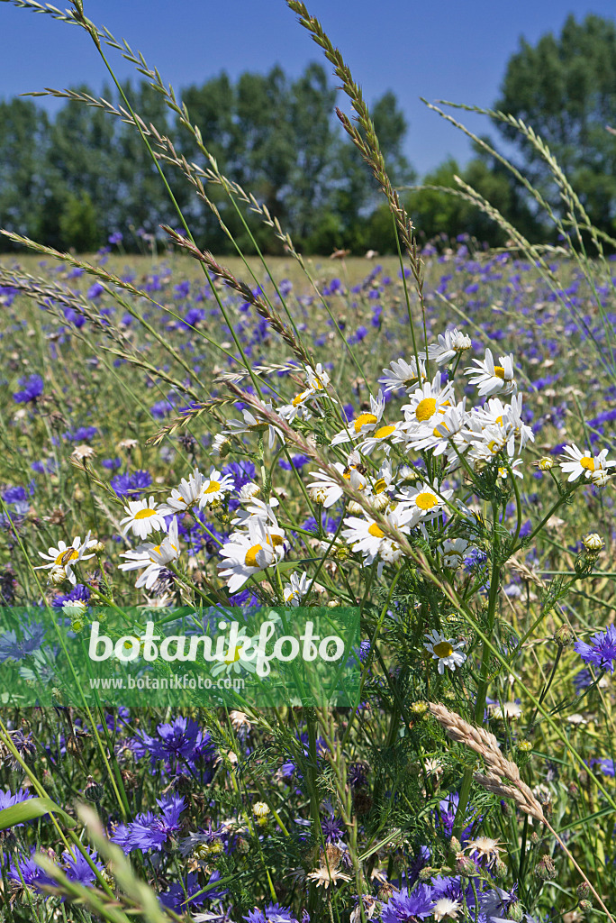 546004 - Wiesenmargerite (Leucanthemum vulgare) und Kornblume (Centaurea cyanus)