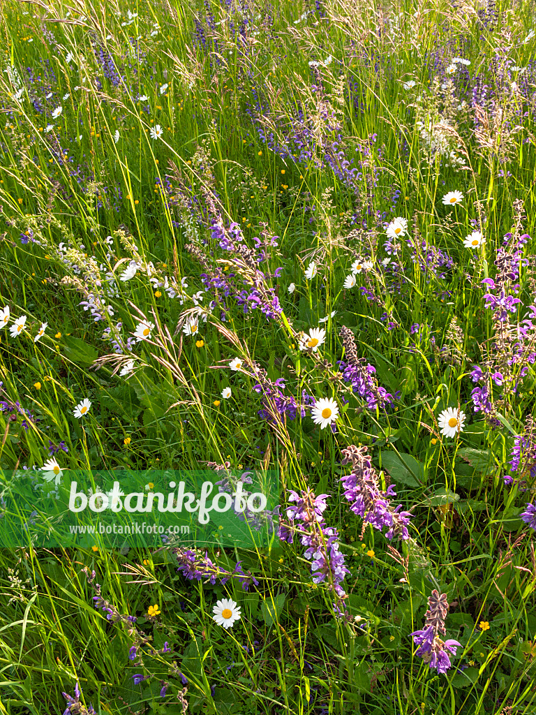 413040 - Wiesensalbei (Salvia pratensis) und Wiesenmargerite (Leucanthemum vulgare)