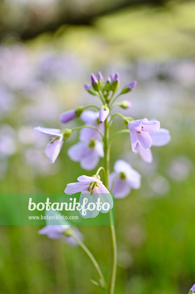 507082 - Wiesenschaumkraut (Cardamine pratensis)