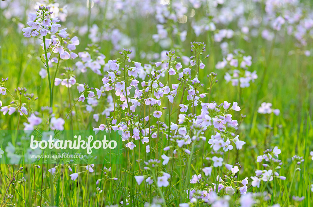 507084 - Wiesenschaumkraut (Cardamine pratensis)