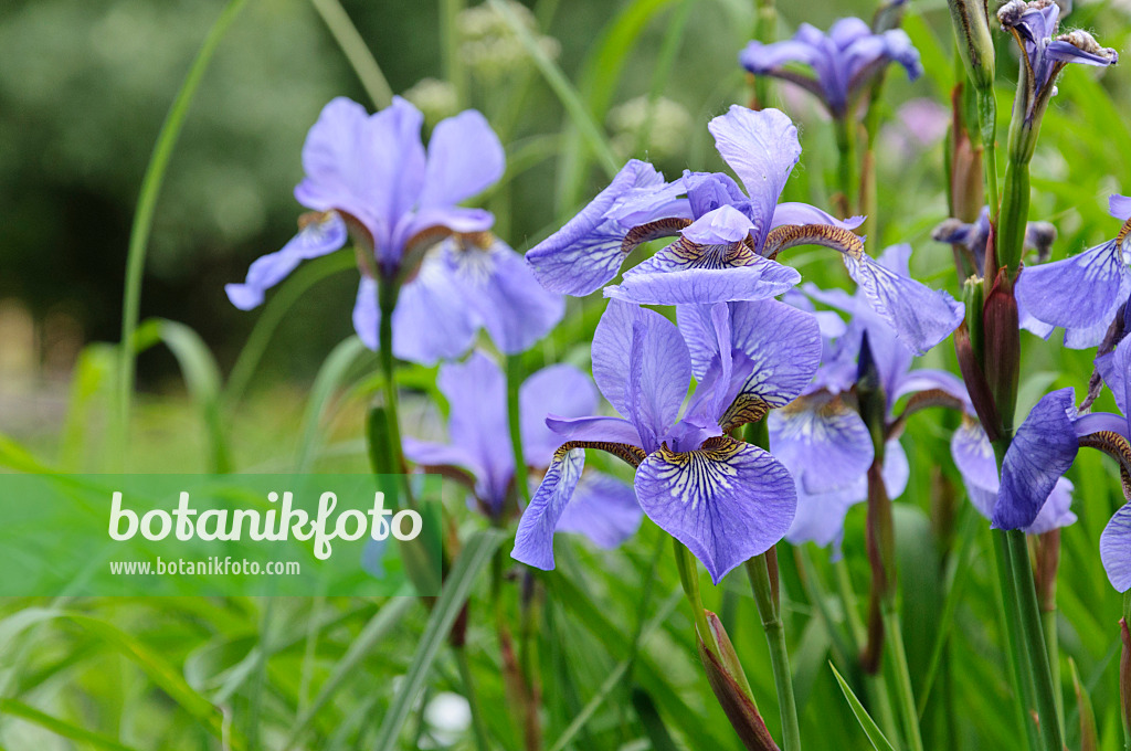 472381 - Wiesenschwertlilie (Iris sibirica)