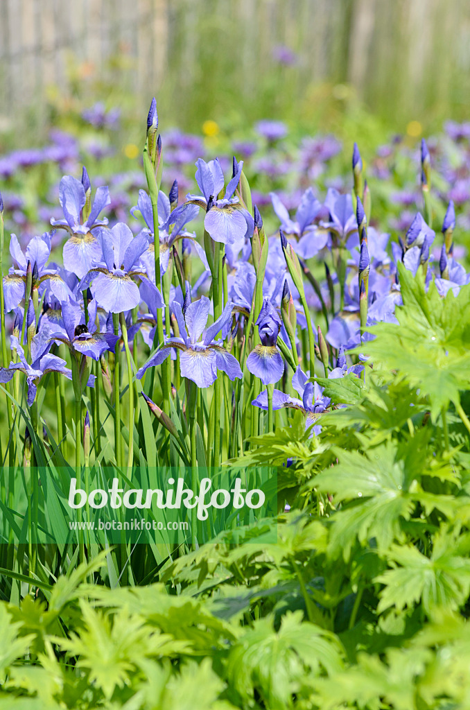 520426 - Wiesenschwertlilie (Iris sibirica)