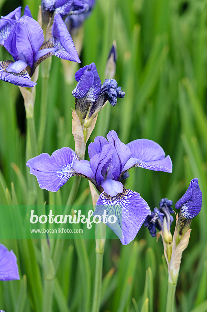 545006 - Wiesenschwertlilie (Iris sibirica 'Blue Cape')