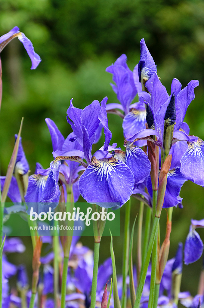 508178 - Wiesenschwertlilie (Iris sibirica 'Caesar')