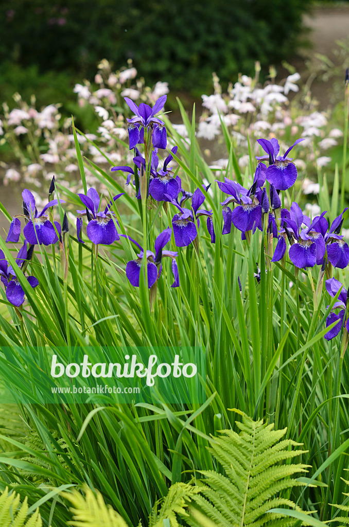 533456 - Wiesenschwertlilie (Iris sibirica 'Emperor')