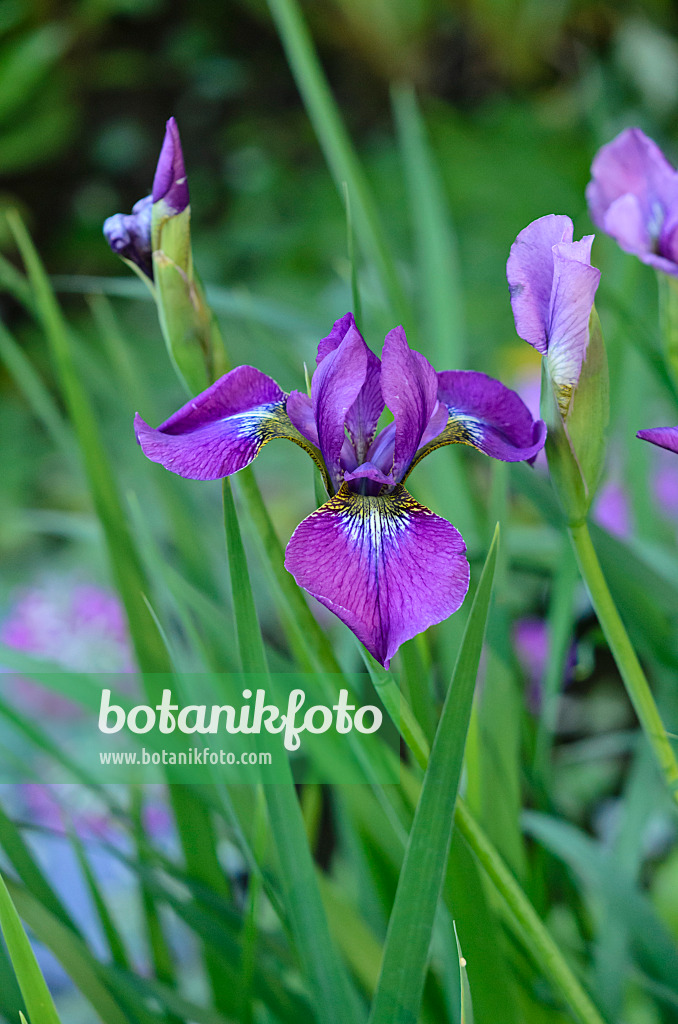 533625 - Wiesenschwertlilie (Iris sibirica 'Ewen')