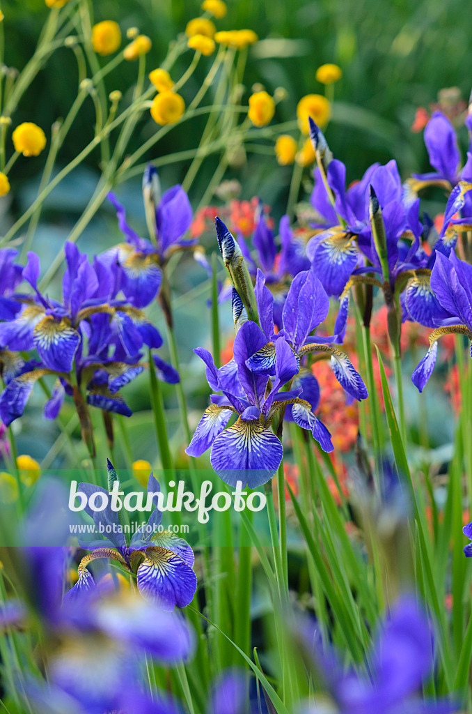 533627 - Wiesenschwertlilie (Iris sibirica 'Goldkind')