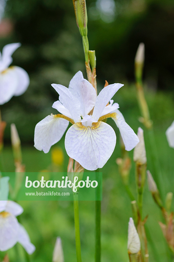 473130 - Wiesenschwertlilie (Iris sibirica 'Hohe Warte')