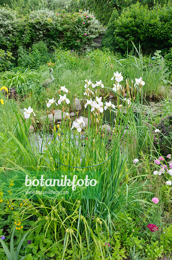 473068 - Wiesenschwertlilie (Iris sibirica 'Hohe Warte') an einem Gartenteich