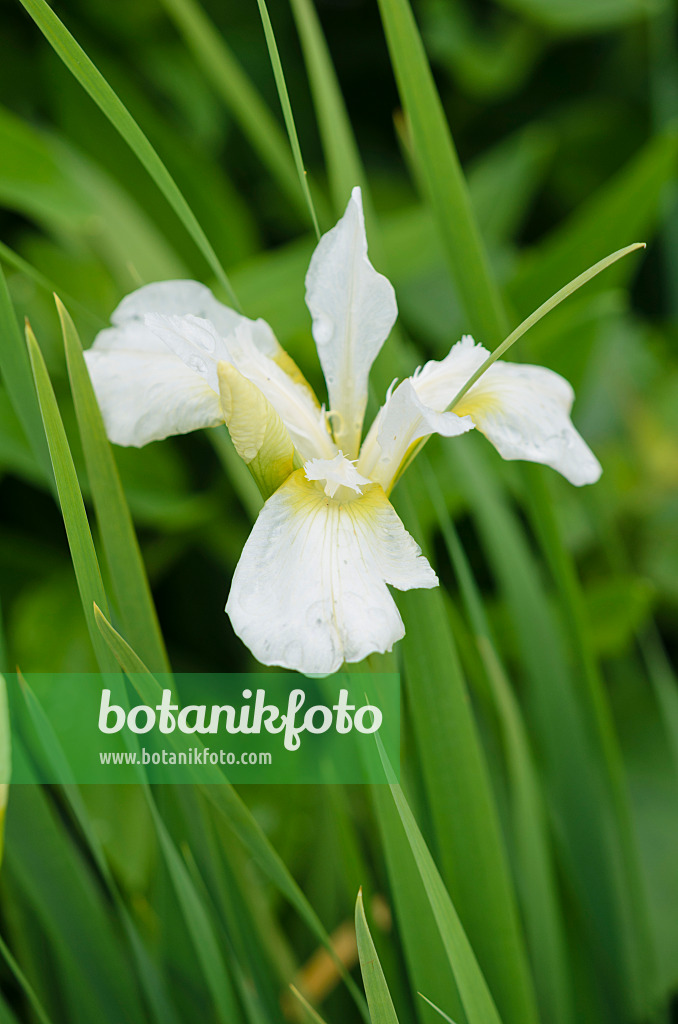 533399 - Wiesenschwertlilie (Iris sibirica 'Whisley White')