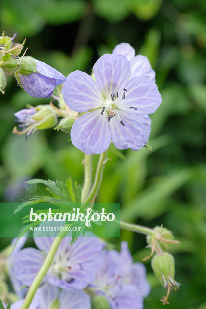 472183 - Wiesenstorchschnabel (Geranium pratense 'Mrs Kendall Clark')