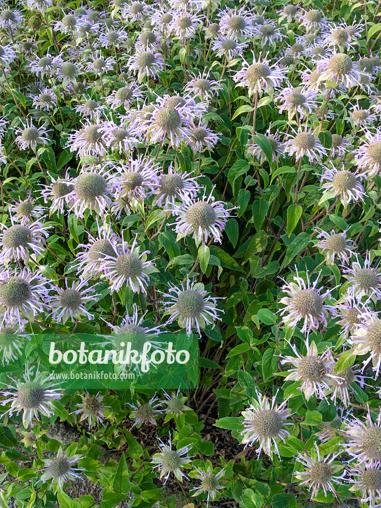 403076 - Wilde Indianernessel (Monarda fistulosa)