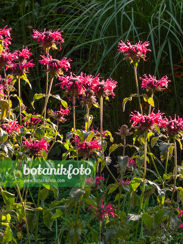 416026 - Wilde Indianernessel (Monarda fistulosa 'Feuerschopf')