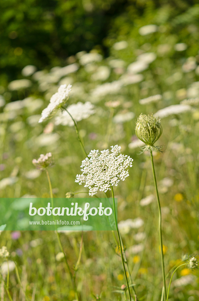 570117 - Wilde Möhre (Daucus carota)