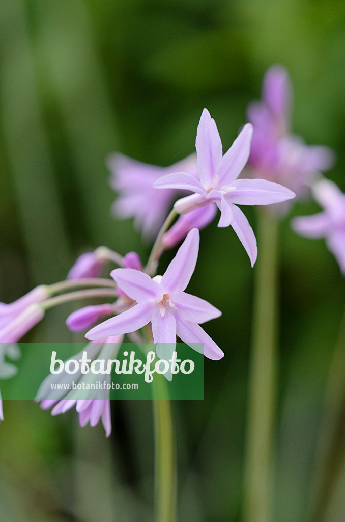 524071 - Wilder Knoblauch (Tulbaghia violacea)