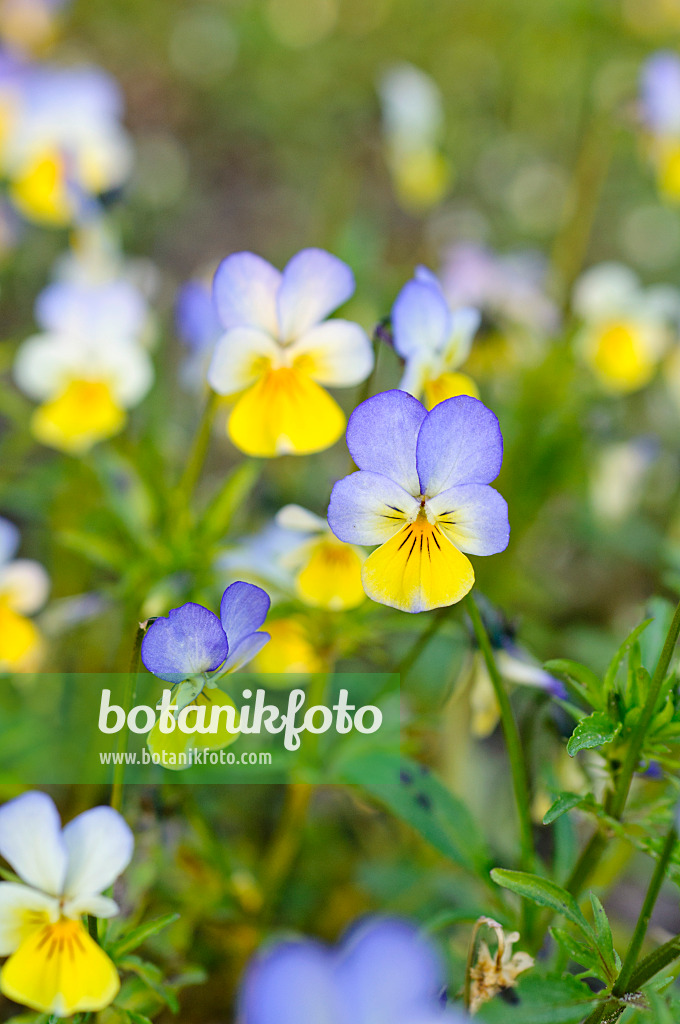 484194 - Wildes Veilchen (Viola tricolor)