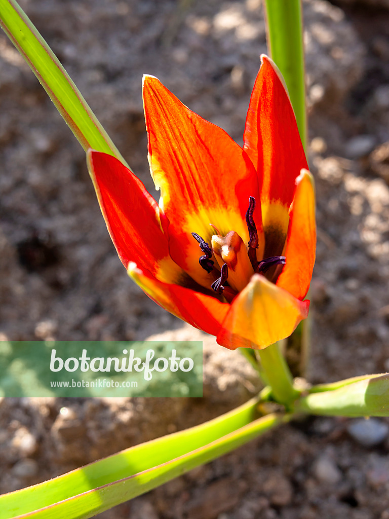 437143 - Wildtulpe (Tulipa hageri)