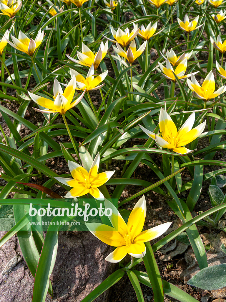 436253 - Wildtulpe (Tulipa tarda)