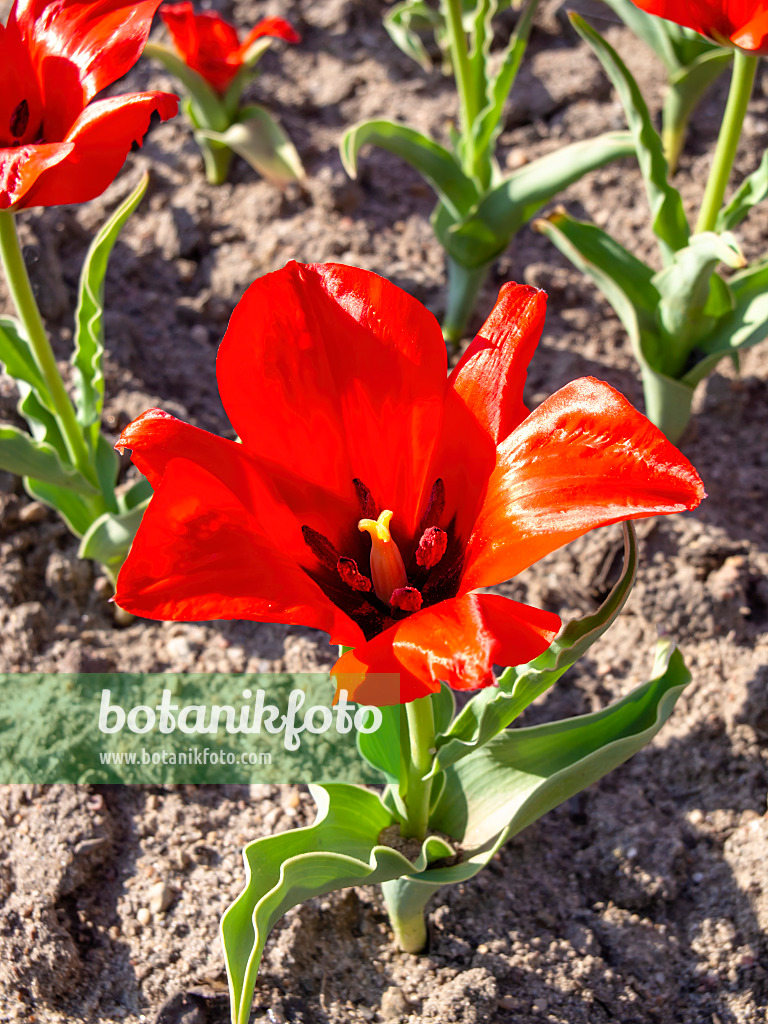 437142 - Wildtulpe (Tulipa vvedenskyi)