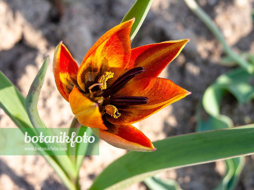 437141 - Wildtulpe (Tulipa whittallii)