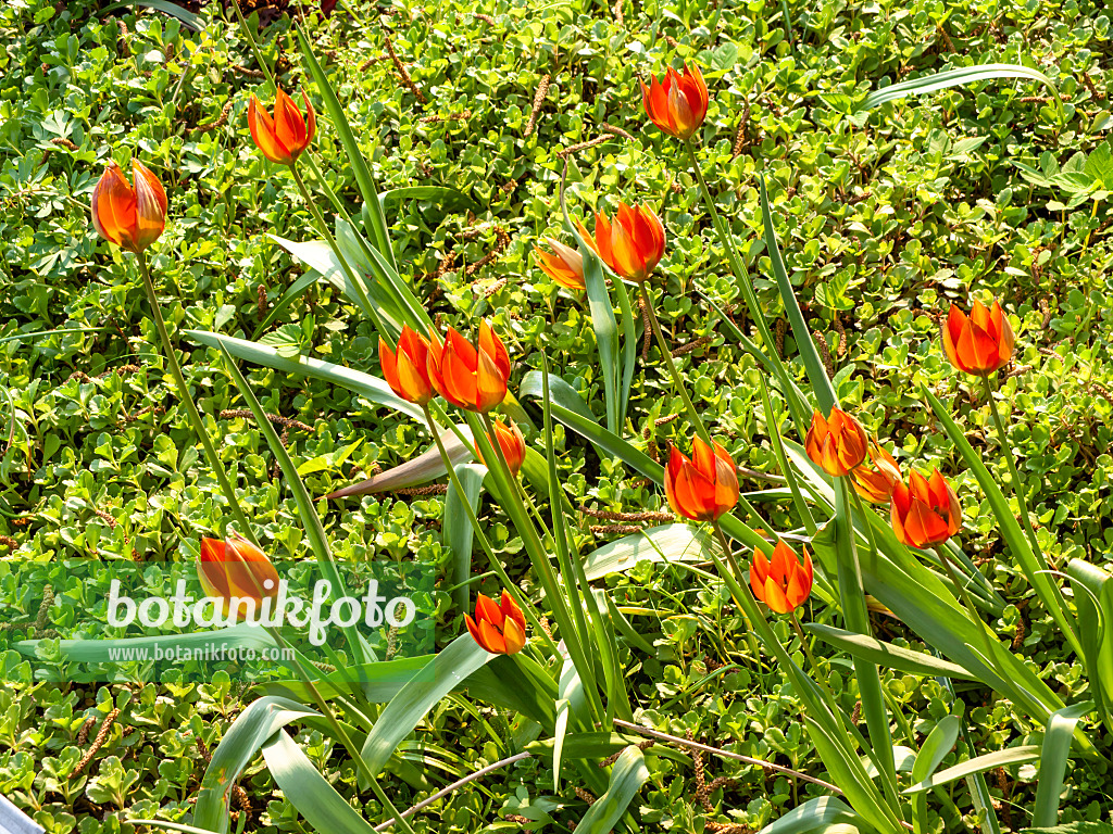 437206 - Wildtulpe (Tulipa whittallii)