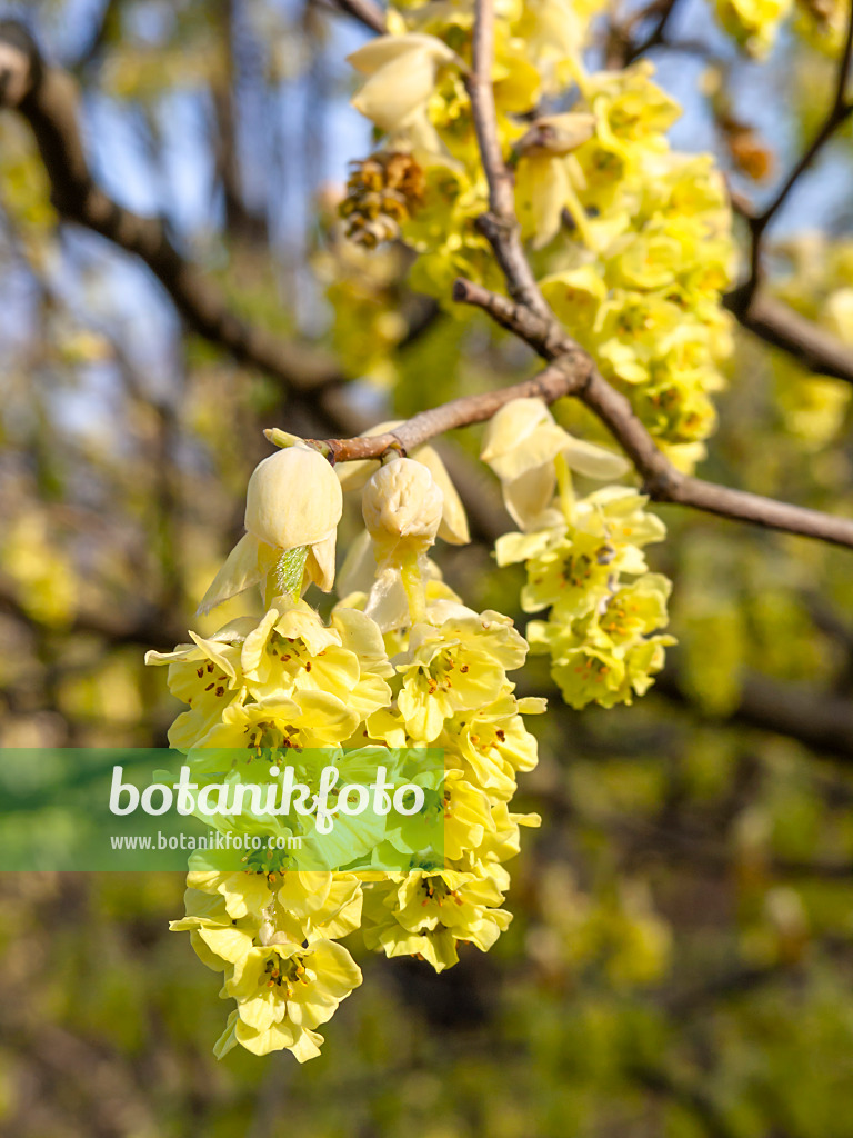 447033 - Willmotts Scheinhasel (Corylopsis willmottiae)