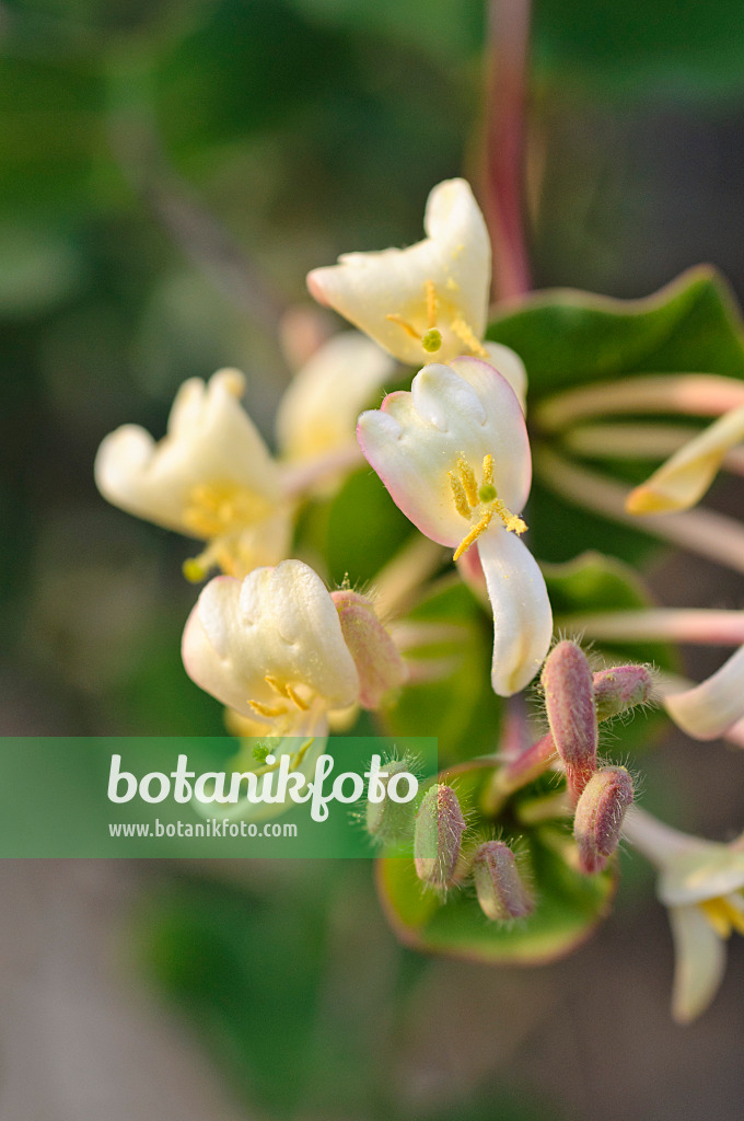 483154 - Windendes Geißblatt (Lonicera implexa)