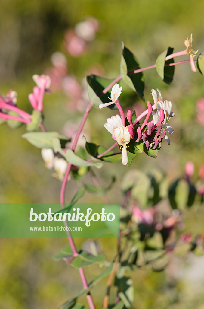 533174 - Windendes Geißblatt (Lonicera implexa)