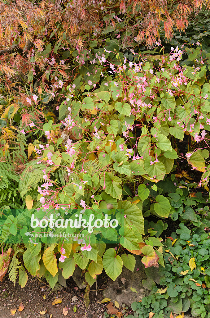 549125 - Winterharte Begonie (Begonia grandis)