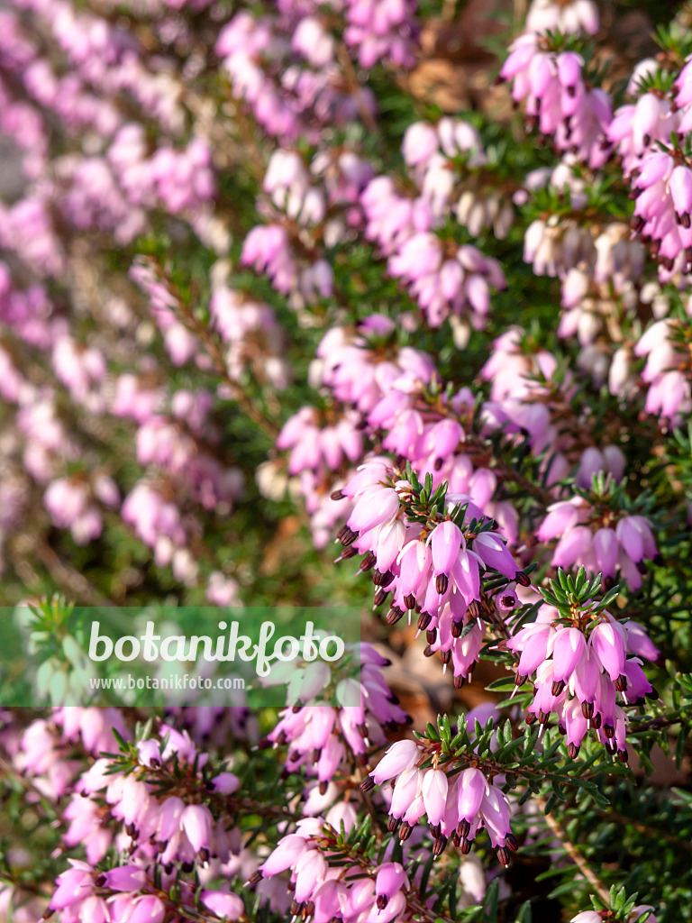 445020 - Winterheide (Erica carnea syn. Erica herbacea)