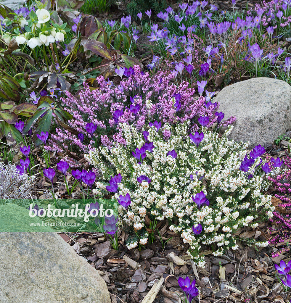 542009 - Winterheide (Erica carnea syn. Erica herbacea) und Krokusse (Crocus)