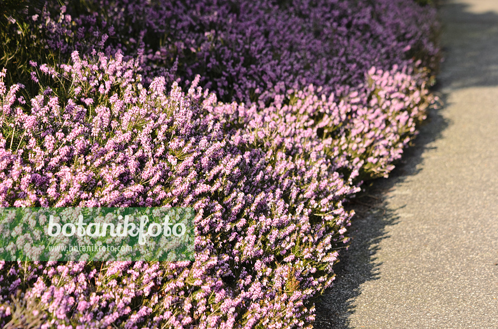 529096 - Winterheide (Erica carnea 'Winter Beauty' syn. Erica herbacea 'Winter Beauty')