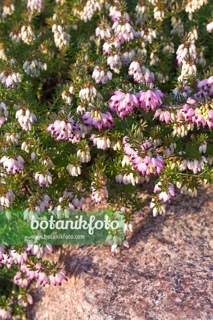 551006 - Winterheide (Erica carnea 'Winter Beauty' syn. Erica herbacea 'Winter Beauty')