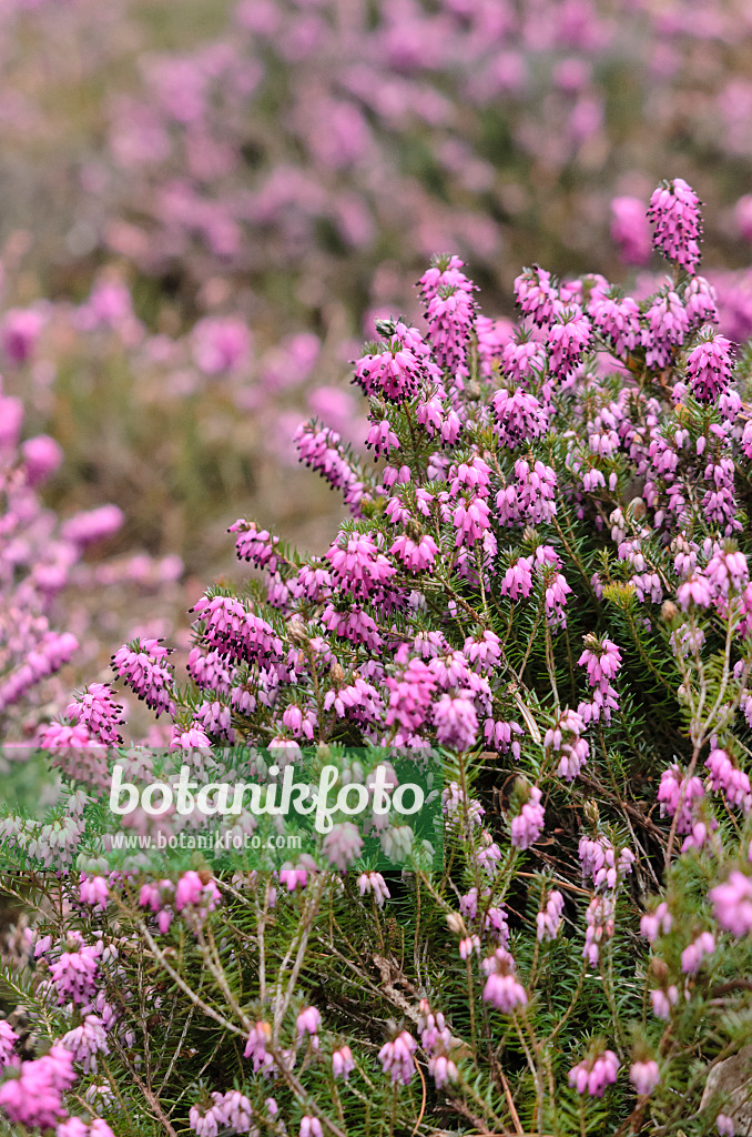 529154 - Winterheide (Erica carnea 'Winter Rubin' syn. Erica herbacea 'Winter Rubin')