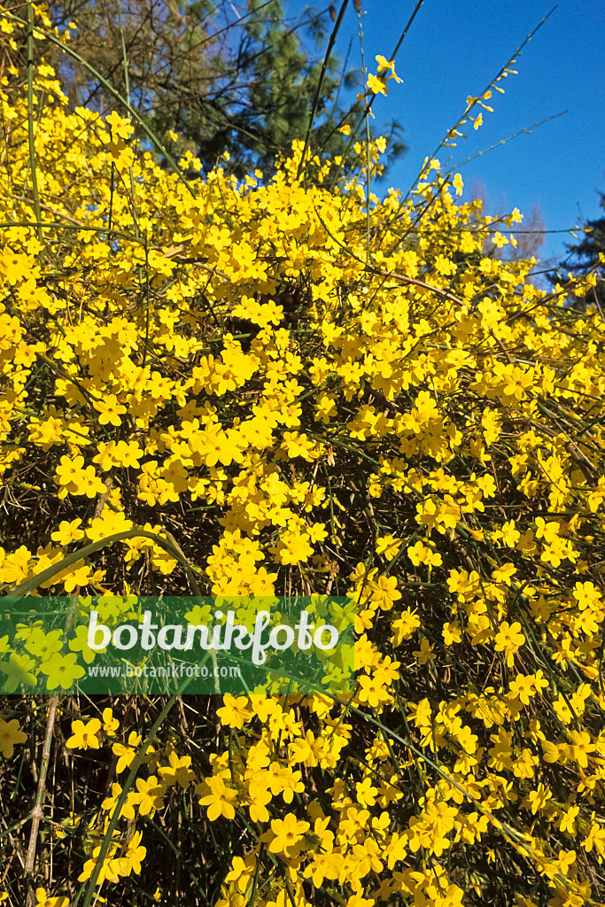 387018 - Winterjasmin (Jasminum nudiflorum)