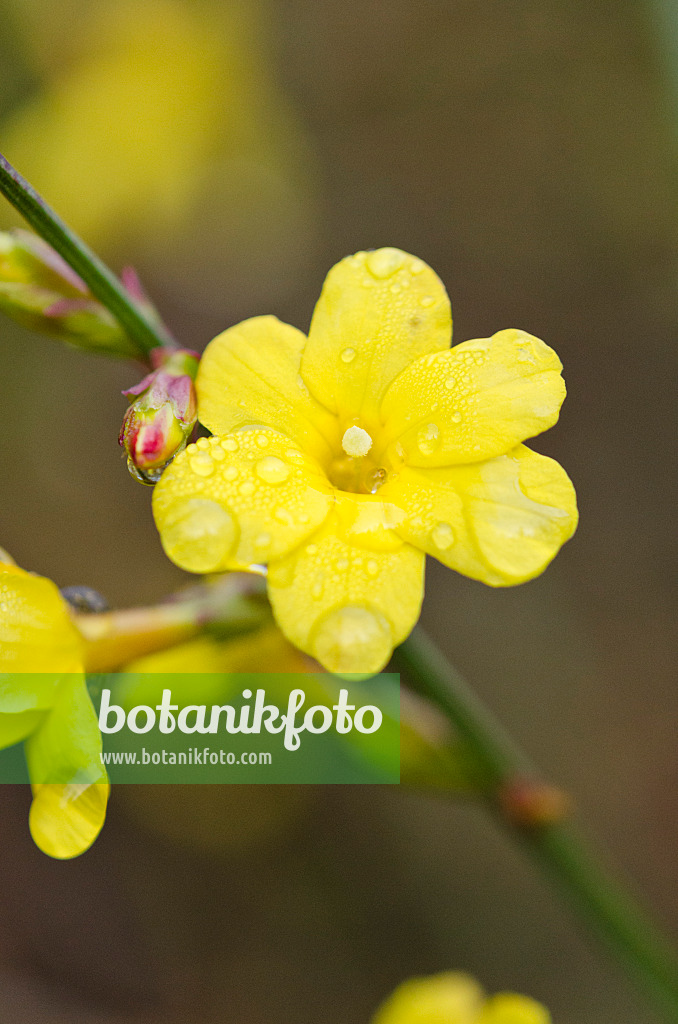 528022 - Winterjasmin (Jasminum nudiflorum)