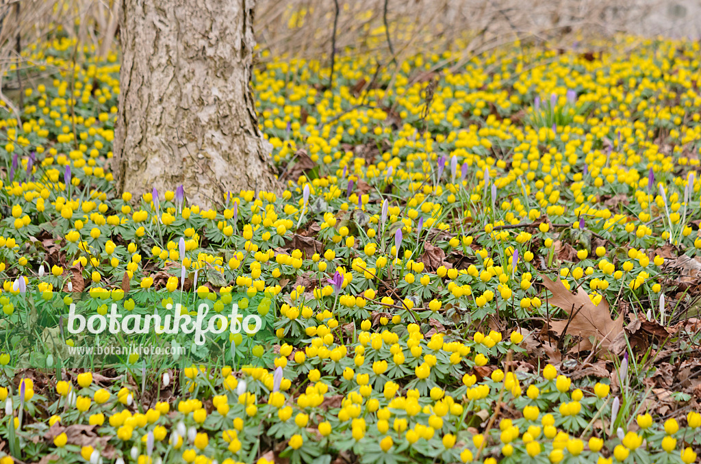 529148 - Winterling (Eranthis hyemalis)