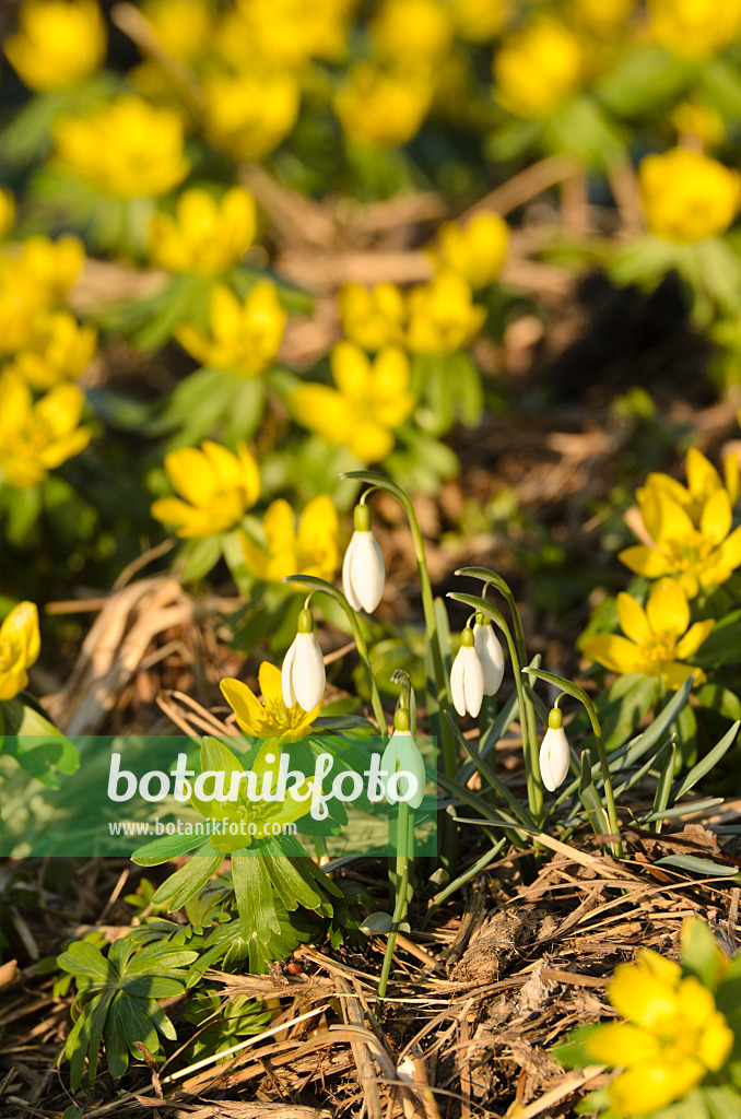 506007 - Winterling (Eranthis hyemalis) und Kleines Schneeglöckchen (Galanthus nivalis)