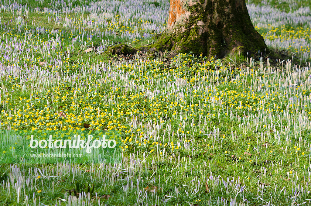 553065 - Winterlinge (Eranthis hyemalis) und Krokusse (Crocus)