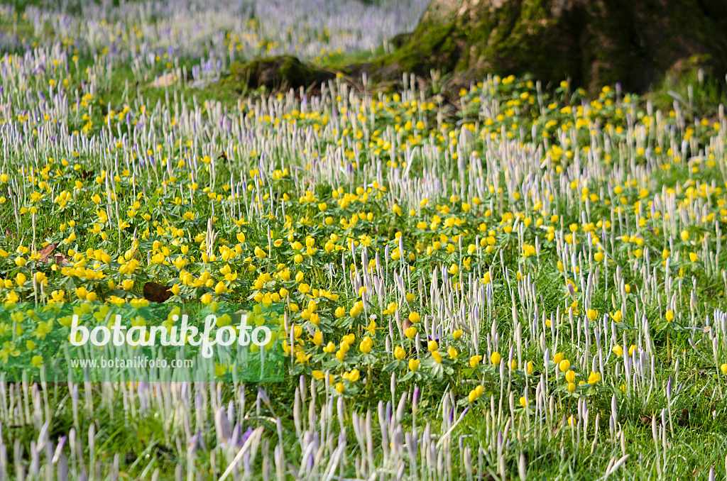 553066 - Winterlinge (Eranthis hyemalis) und Krokusse (Crocus)