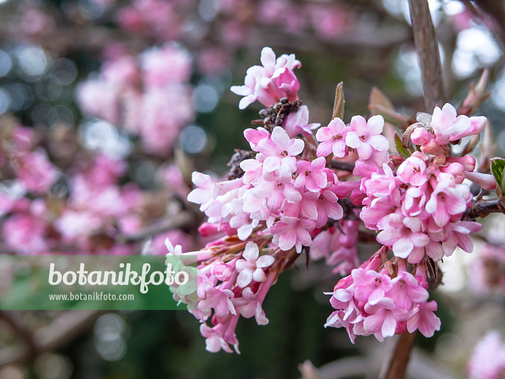 436097 - Winterschneeball (Viburnum x bodnantense 'Dawn')