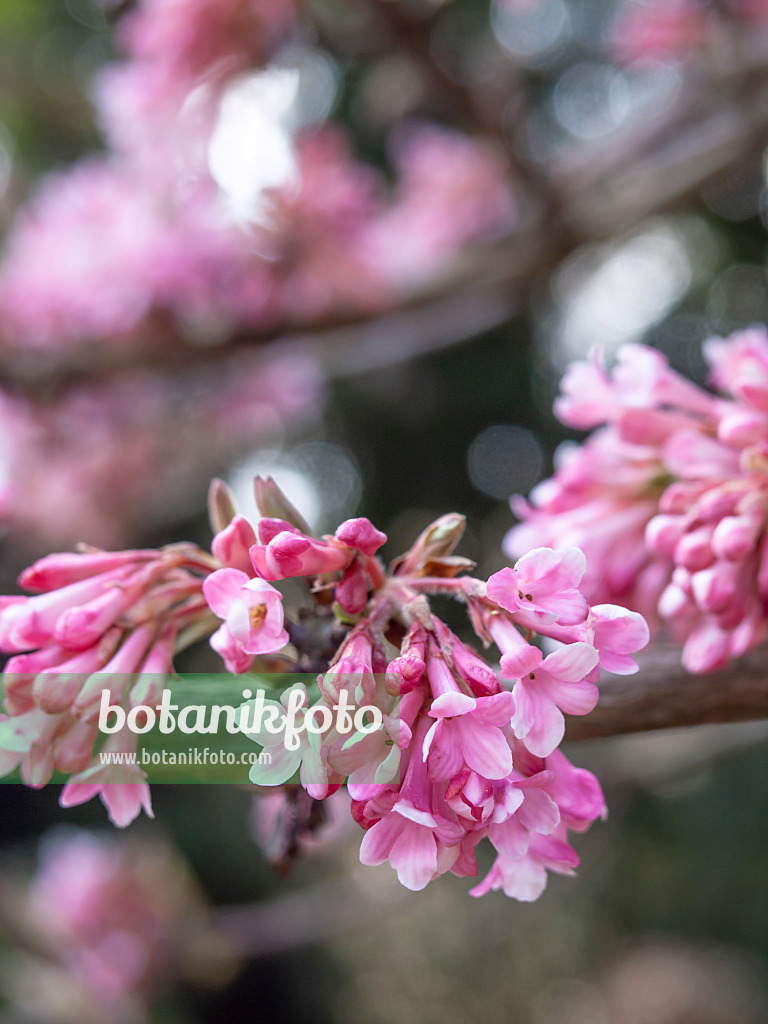 436099 - Winterschneeball (Viburnum x bodnantense 'Dawn')